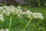 Angelica sylvestris