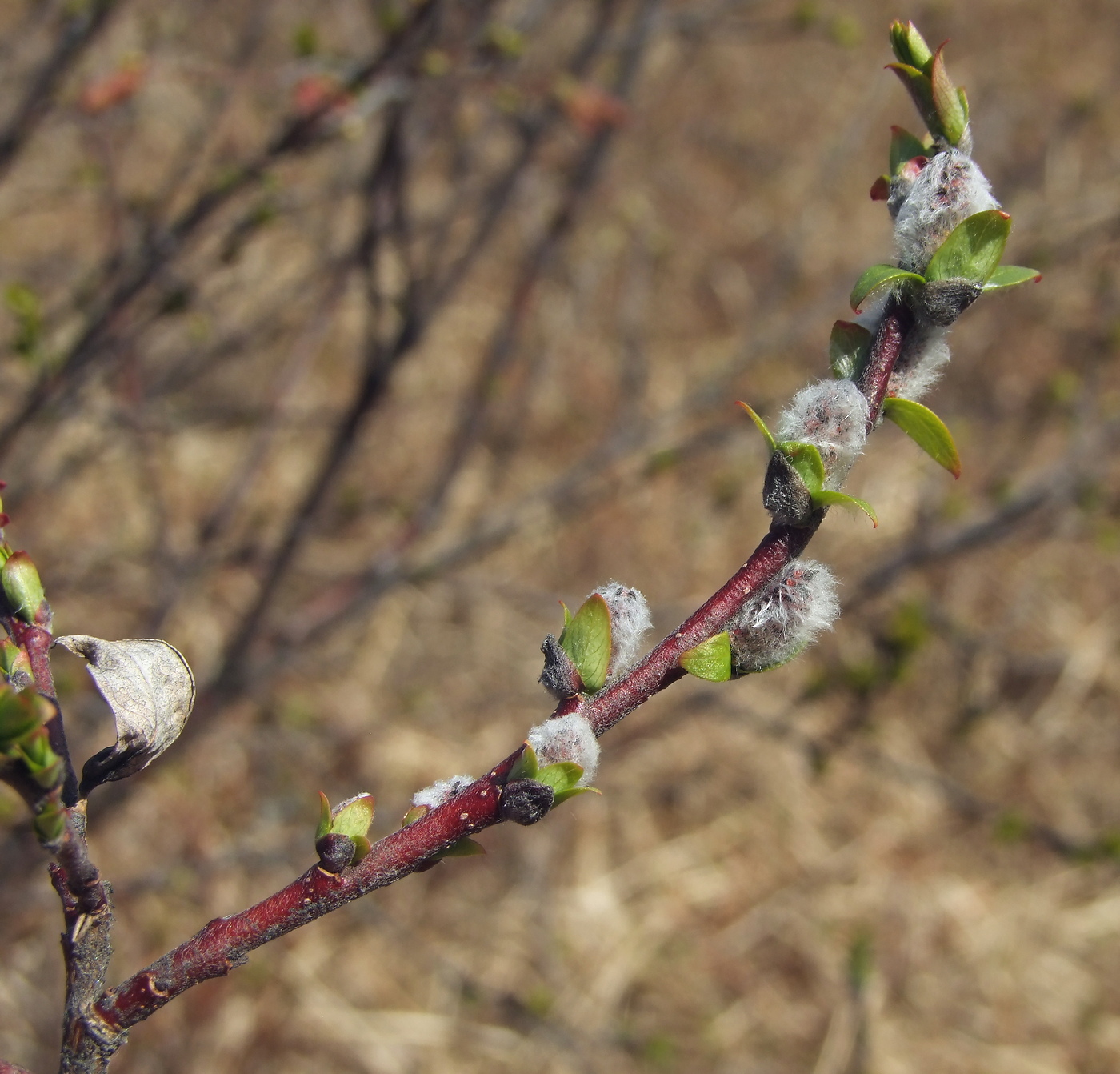 Image of Salix hastata specimen.