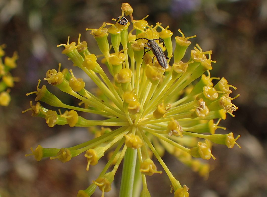 Изображение особи Ferula communis.