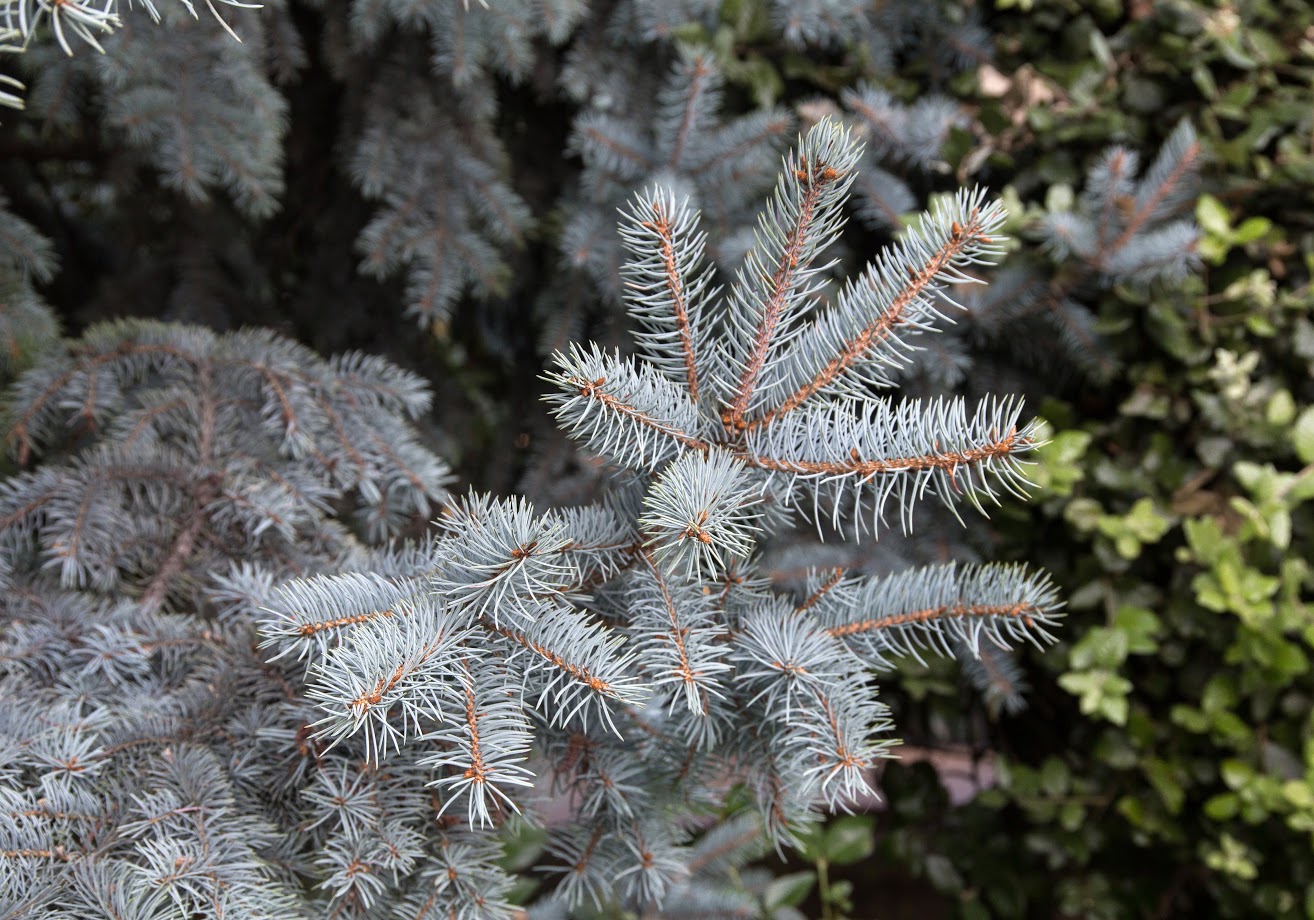 Изображение особи Picea pungens f. glauca.