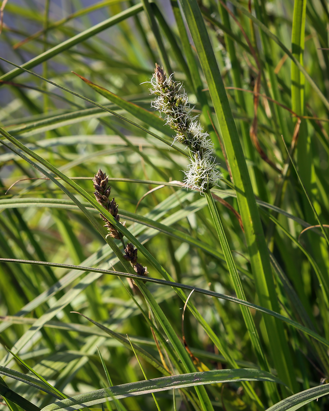 Изображение особи Carex vulpina.