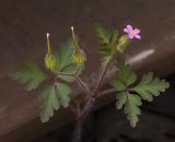 Geranium purpureum