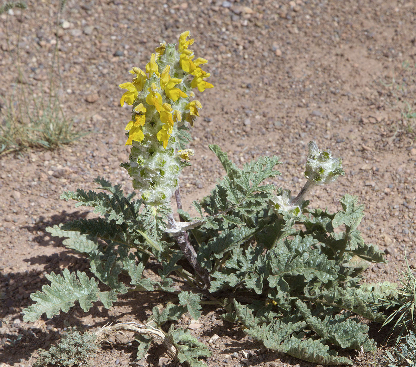 Изображение особи Phlomoides speciosa.