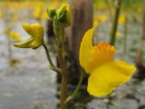 Utricularia australis