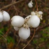 Symphoricarpos albus var. laevigatus