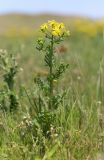 Senecio vernalis. Цветущее растение. Крым, Керченский п-ов, Приазовье, Караларская степь, степной склон. 6 мая 2021 г.