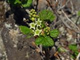 Ribes fragrans. Цветки, бутоны, части листьев. Магаданская обл., Хасынский р-н, окр. бывшего пос. Карамкен, водосборный бассейн р. Хасын, правобережный склон, курумник. 12.06.2021.