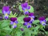 Viola tricolor. Цветки. Иркутск, сквер, в культуре. 10.07.2021.