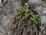 Potentilla brachypetala. Вегетирующее растение с сухими прошлогодними генеративными побегами. Северная Осетия, Ирафский р-н, левый берег реки Танадон, около 1900 м н.у.м, каменистый обрыв. 03.05.2022.