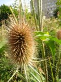 Dipsacus fullonum