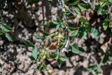 Lonicera olgae