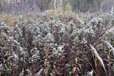 Solidago gigantea. Верхушки плодоносящих растений. Москва, Тропарёвский заказник. 27 октября 2022 г.