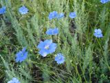 Linum austriacum