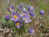 Pulsatilla multifida. Цветущее растение. Амурская обл., Архаринский р-н, отроги Малого Хингана, горный луг на склоне южной экспозиции. 21.05.2022.