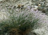 Astragalus macropterus