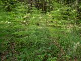 Equisetum sylvaticum