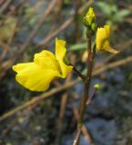 Utricularia vulgaris