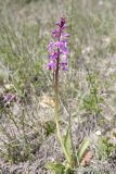 Orchis mascula