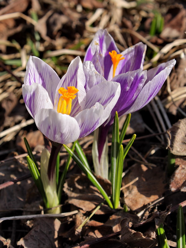 Изображение особи Crocus vernus.