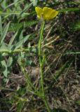 Ranunculus polyanthemos