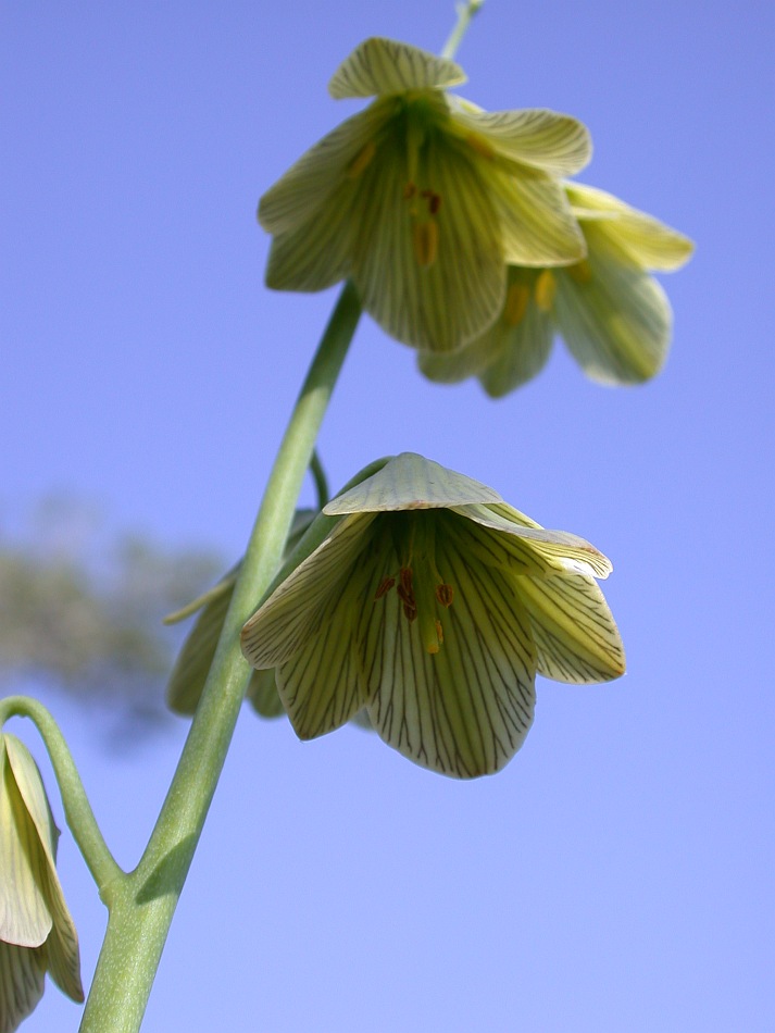 Изображение особи Fritillaria persica.
