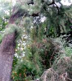 Casuarina cunninghamiana. Часть ствола и ветвь дерева. Монако, Монте-Карло, французский сад напротив Казино. 19.06.2012.