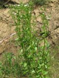 Erigeron strigosus