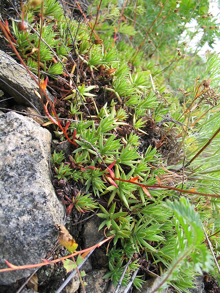 Изображение особи Saxifraga spinulosa.