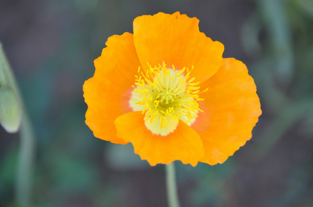 Image of Papaver rubro-aurantiacum specimen.