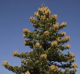 Abies cephalonica