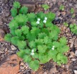 Camptoloma lyperiiflorum. Цветущее растение. Сокотра, лагуна Детвах. 03.01.2014.