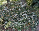 Rhododendron yakushimanum. Отцветшее растение ('Edelweiss'). Германия, г. Essen, Grugapark. 29.09.2013.