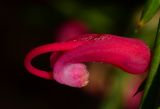 Grevillea rosmarinifolia. Раскрывающийся цветок (мужская стадия цветения). Израиль, Шарон, пос. Кфар Шмариягу, сквер, в культуре. 18.02.2014.