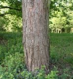 Pinus sylvestris. Нижняя часть ствола взрослого растения. Германия, г. Дюссельдорф, Ботанический сад университета. 04.05.2014.
