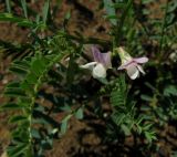 Vicia ervilia