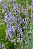 Lavandula angustifolia