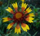 Gaillardia pulchella