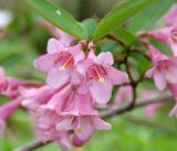 Weigela praecox