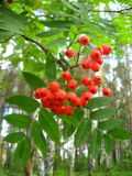 Sorbus sibirica. Побег с соплодием. Томская обл., окр. г. Томск, сосново-березовый лес. 01.09.2009.