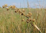 Juncus maritimus