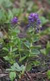 Veronica densiflora