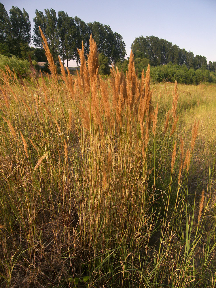 Изображение особи Calamagrostis canescens.