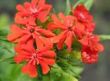 Lychnis chalcedonica