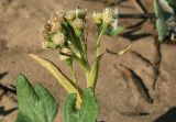 Petasites spurius