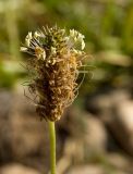 Plantago lanceolata