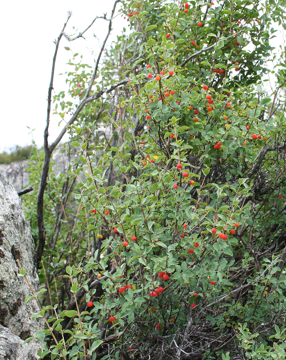 Изображение особи Lonicera microphylla.