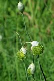 Allium atroviolaceum