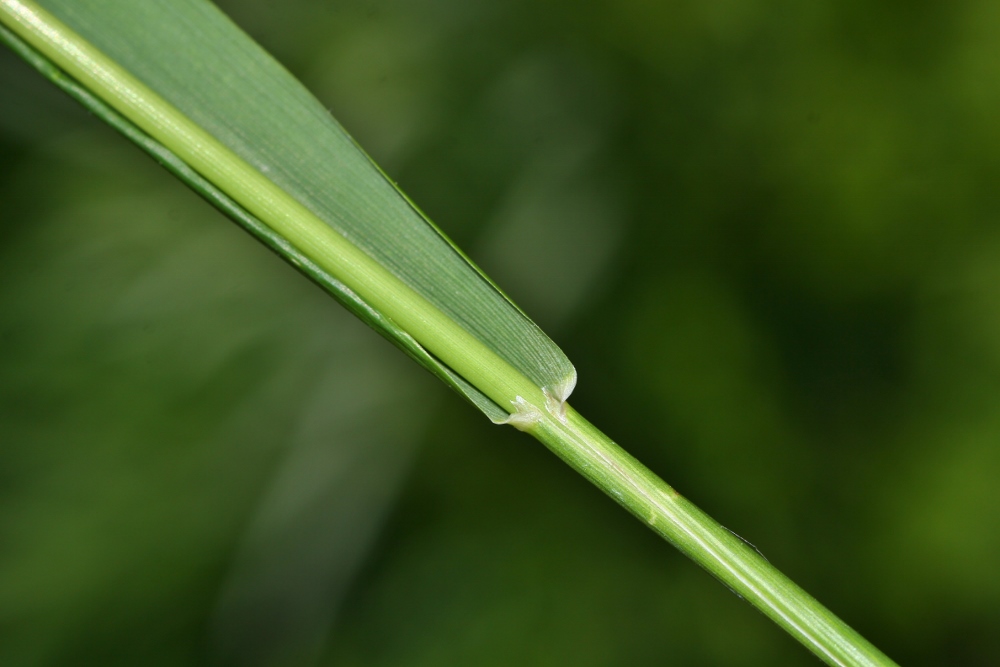 Изображение особи Festuca extremiorientalis.