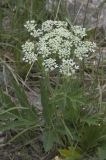 Heracleum freynianum. Цветущее растение. Кабардино-Балкарская Республика, Эльбрусский р-н, берег ручья Донгуз-Орун, ≈ 2060 м н.у.м. 09.07.2008.