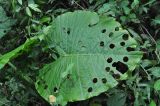 род Alocasia. Лист, погрызенный насекомыми. Китай, провинция Гуандун, р-н Шаогуань, геопарк \"Дансия\", лес. 18.10.2017.